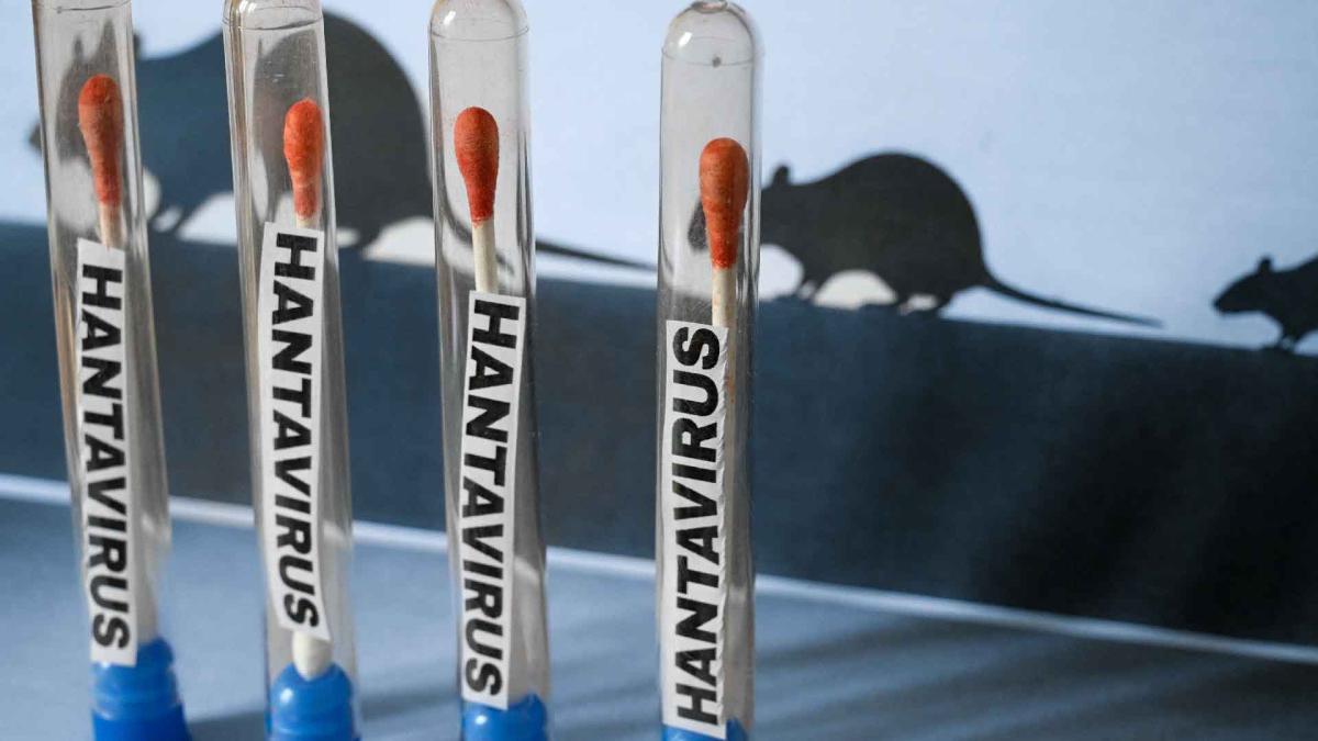 Argentina: No se detecta roedor transmisor de hantavirus tras brote en crucero