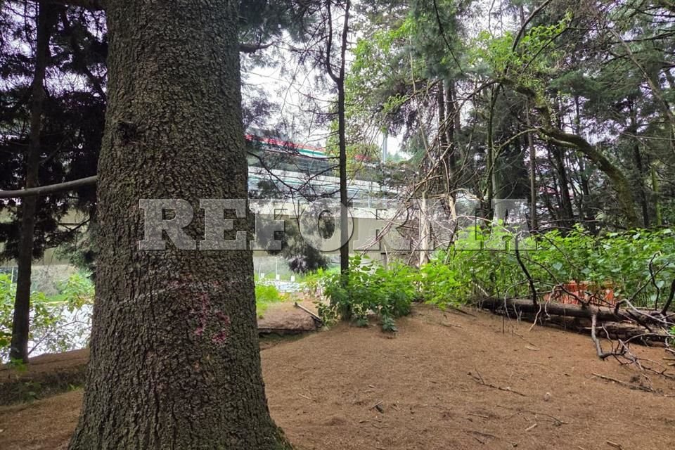 Vecinos de Cuajimalpa se oponen a la tala de 124 árboles en el Bosque El Ocotal