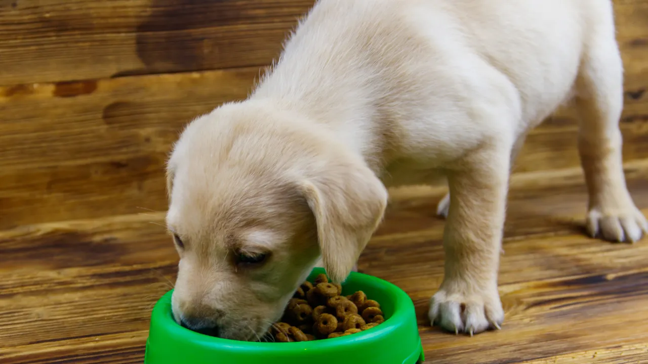 Microplásticos en alimentos para mascotas: un estudio revela la contaminación