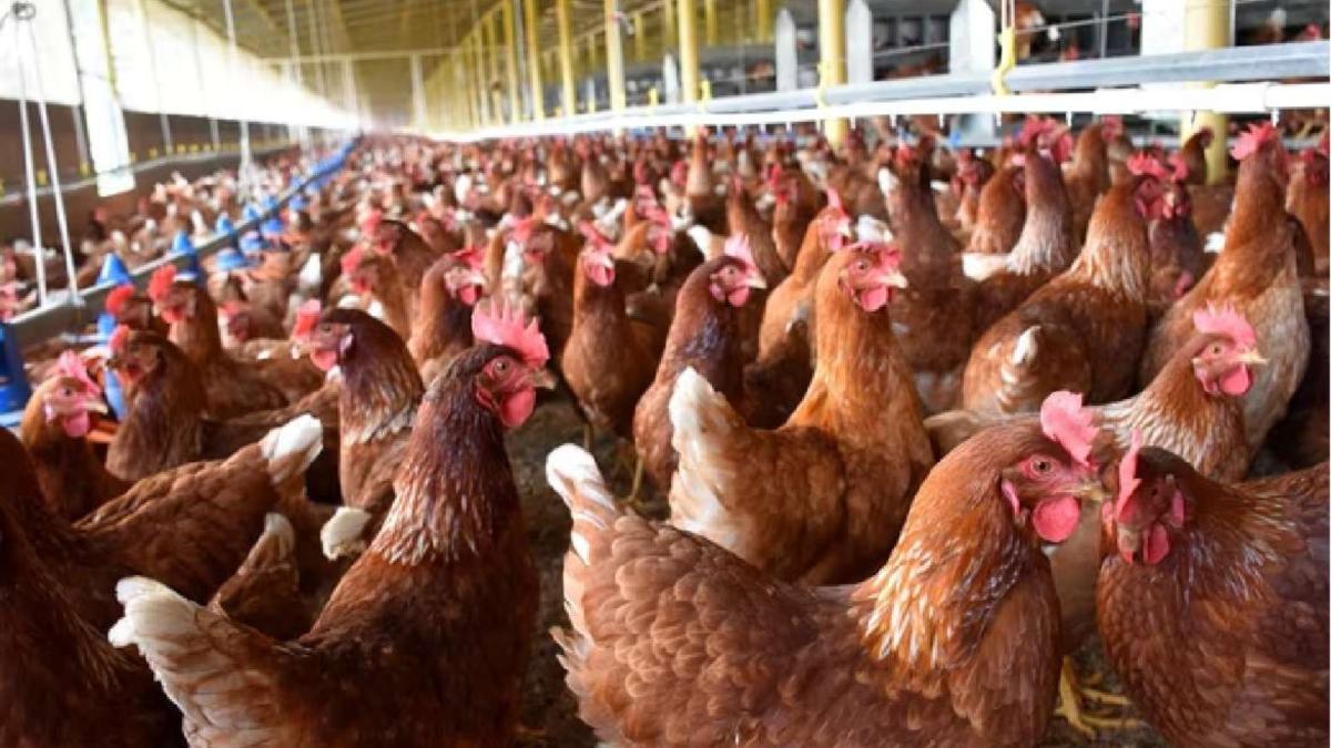 La industria avícola mexicana se recupera y garantiza la estabilidad alimentaria