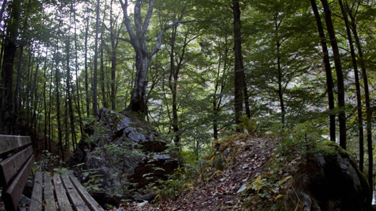 Manejo sustentable e interfaz urbana: los nuevos retos de los bosques mexicanos