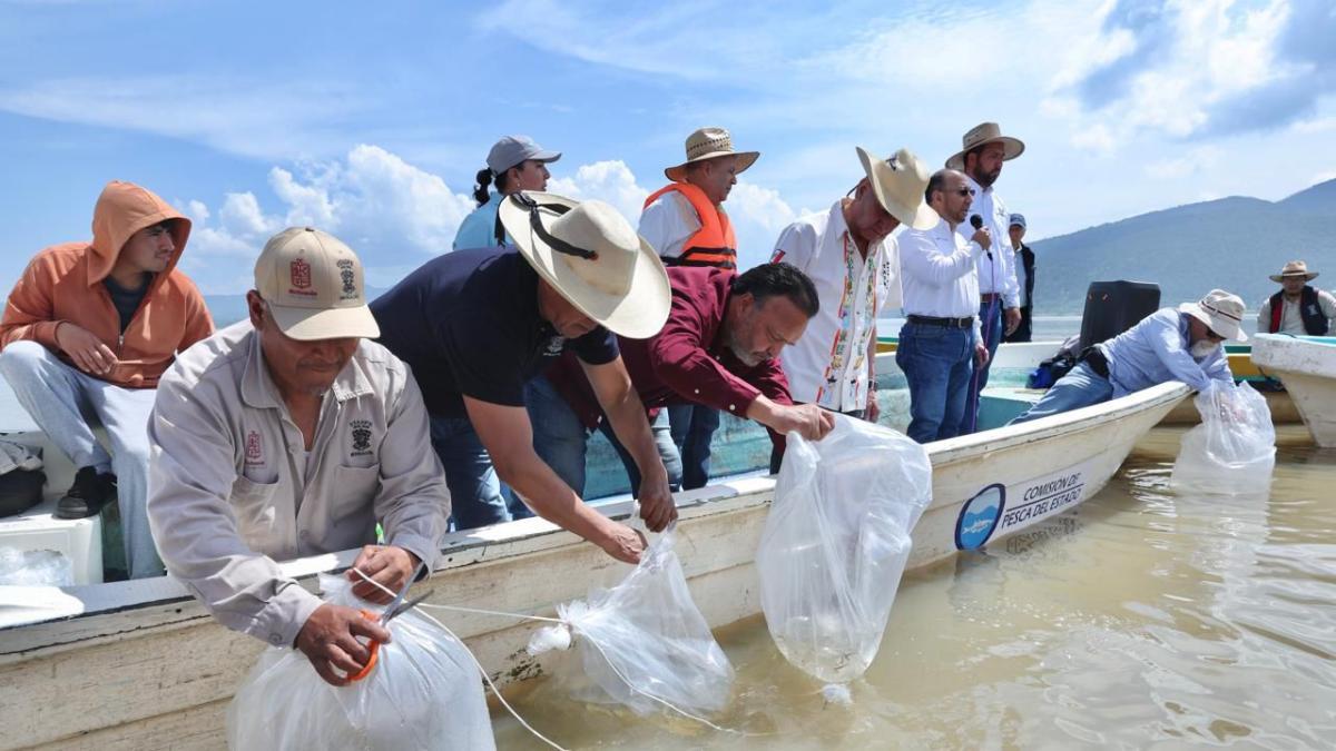 Michoacán libera más de 400 mil crías de pez blanco en el lago de Pátzcuaro