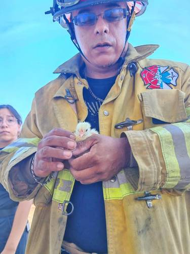 Incendio en granja avícola de Veracruz deja más de 30 mil pollos muertos calcinados