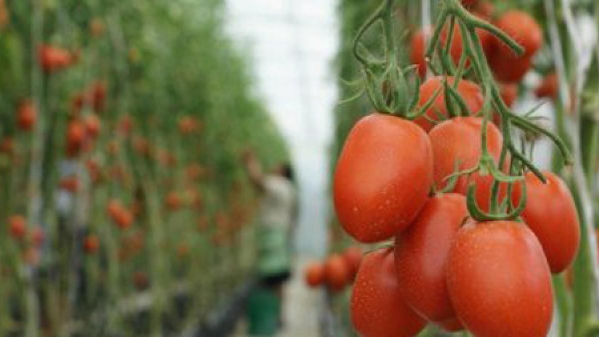 Precio del jitomate cae 23.98% en quincena: la mayor baisse en 56 periodos