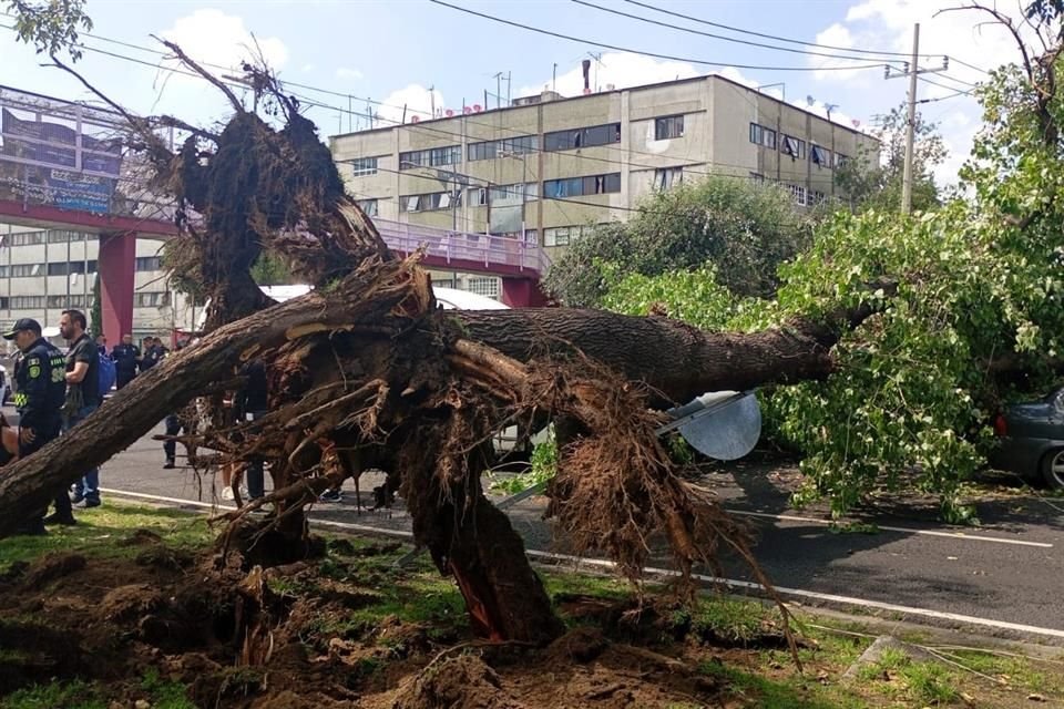 La caída de árboles aumenta un 34%