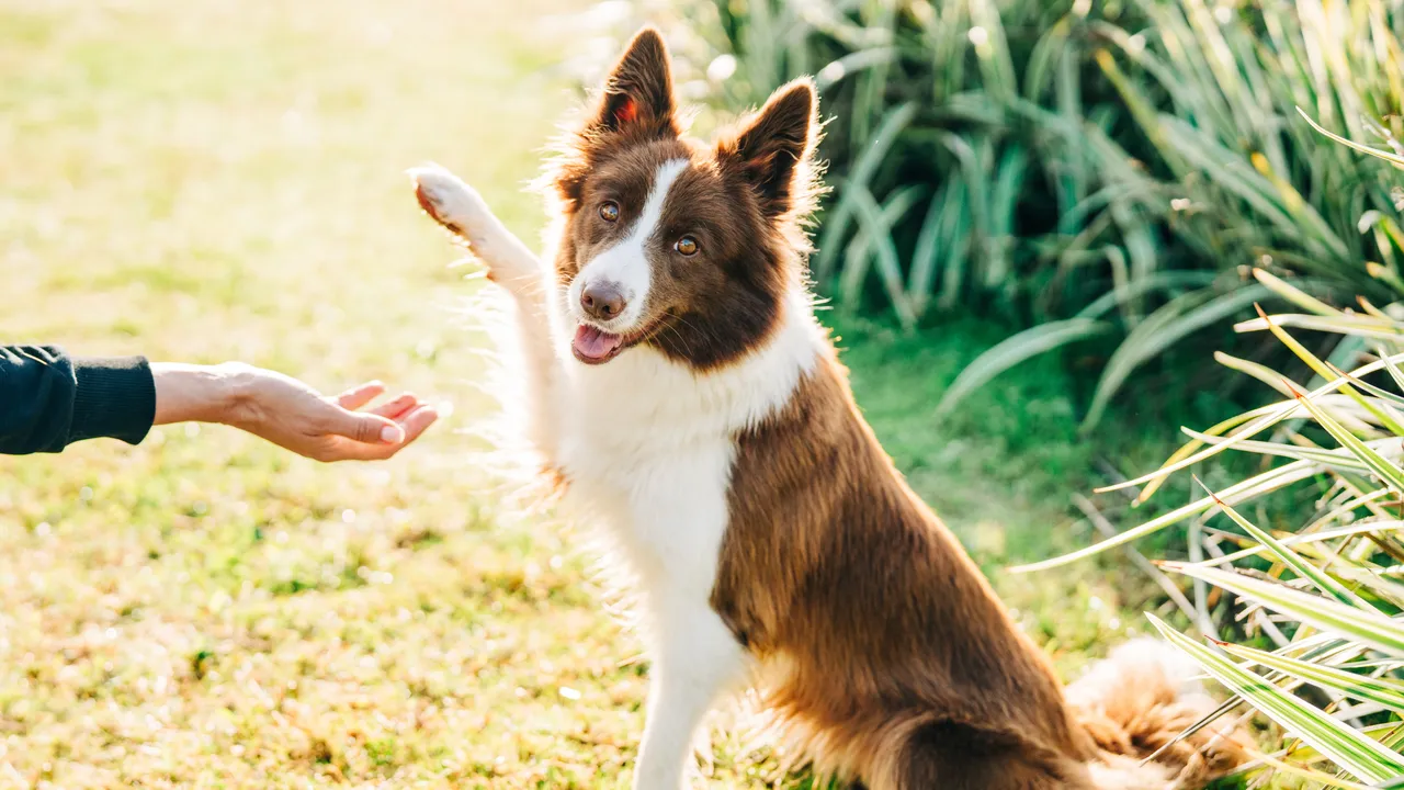 Nuevo test científico determina si tu perro es derecho o zurdo